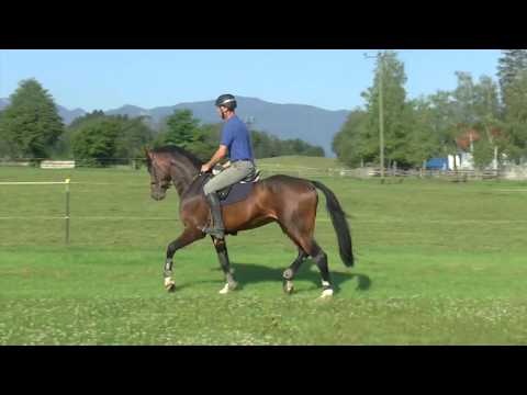 Morgendliche Trainingseinheit Van Cordoba - Haupt- und Landgestüt Schwaiganger