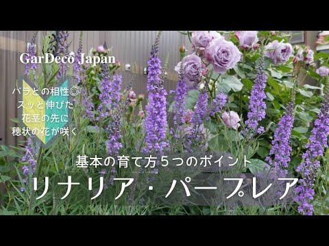 パラポネラ クラバタ