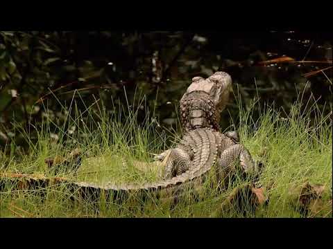 Boozoo Bajou Featuring Tony Joe White - Keep Going