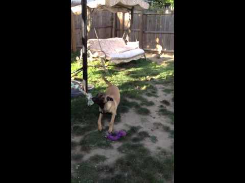 Malinois Rescue Pups