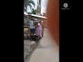 BUMIL LAGI BELI NANAS