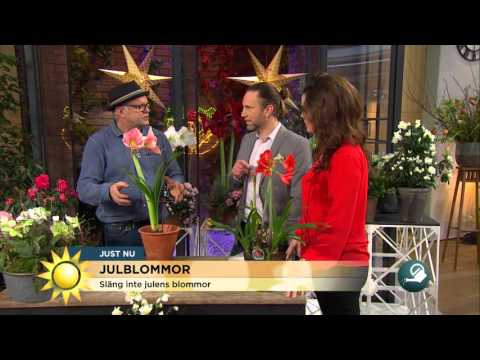Så här får julblommorna nytt liv - Nyhetsmorgon (TV4)