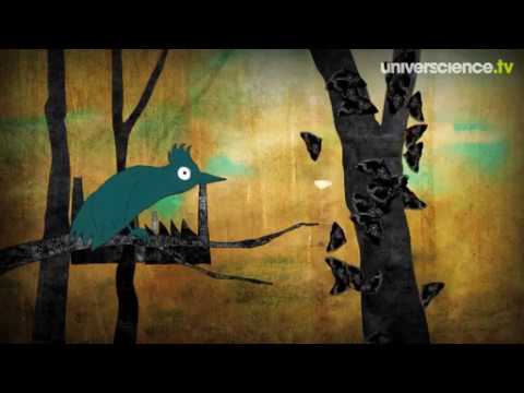 sélection naturelle : exemple des phalènes