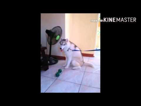 Twerk it like miley - siberian husky (Hunter)