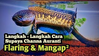 Download lagu TIPS CARA BIKIN CHANNA AURANTI KALIAN MAU MANGAP²/FLARING TANGAN | Channa auranti fighter mental mp3