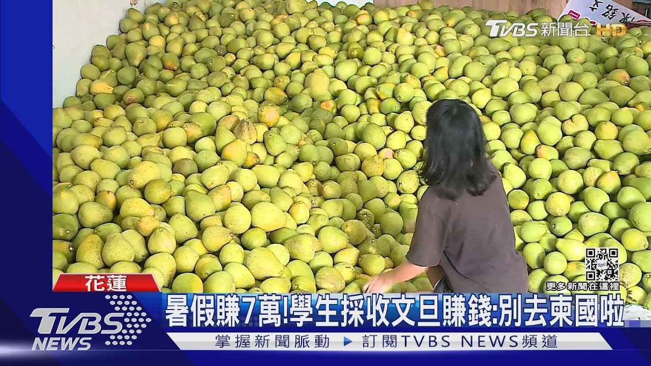 暑假賺7萬! 學生採收文旦賺錢:別去柬國啦