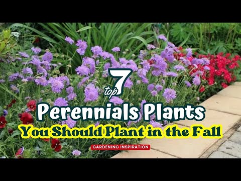 Top 7 Perennials You Should Plant in the Fall 🌻🍁🍃 // Gardening Ideas