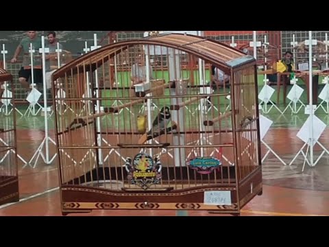 Torneio de coleiro, áudio para treinamento #torneiodecoleiro #coleiro #papacapim