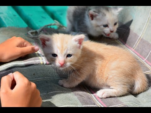 Новости нашего Двора. ❤ Котята ❤
