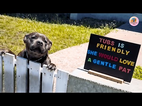 This Pit Bull Was Feared for Her Looks—Until the Neighborhood Saw Her True Heart