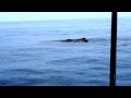 Синие киты на Шри Ланке 