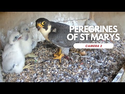 Peregrines of St Marys - Camera 2