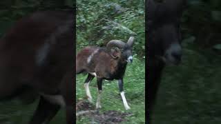 Auf Jagd mit Lucy und Nicole 📯 mit  ⁨@Huntingroom⁩