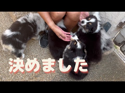 ミニチュア アメリカン シェパードまたはミニチュア オーストラリアン シェパード