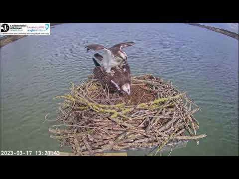Successful mating between Blue33 and intruder female Blue25 at Rutland Osprey nest? 17 Mar 2023