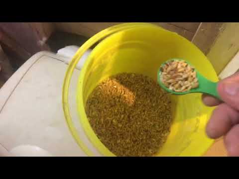 Young Tippler Training & Finale Hatch