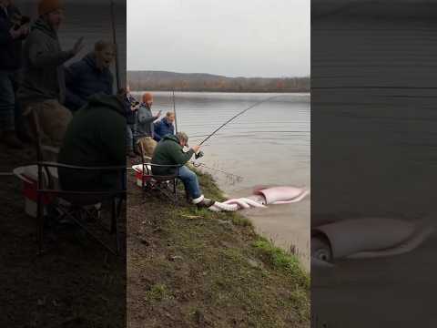 Giant squid grabs a fisherman — his friends dive in and rip him free! 😱🐙