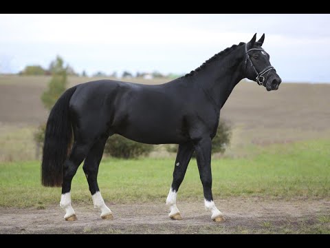 KN 16 v. Loriot - Elbling