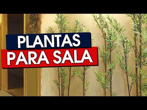 , title : '55 PLANTAS PARA SALA QUE VÃO DAR VIDA AO AMBIENTE'