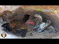 This Eagle Was Knocked Out While Trying To Pounce On A Chick Wow I Didn T Expect The Mother To