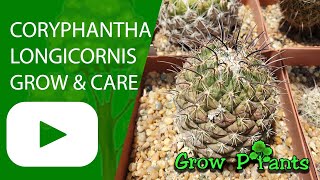 Coryphantha longicornis