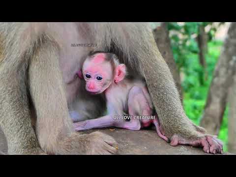 Just born a few days, Mother monkey hug newborn baby