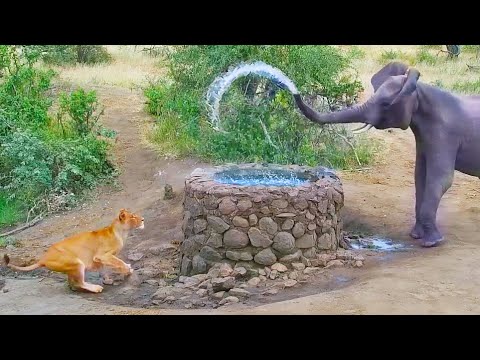 Elephant Sprays Water at Lion