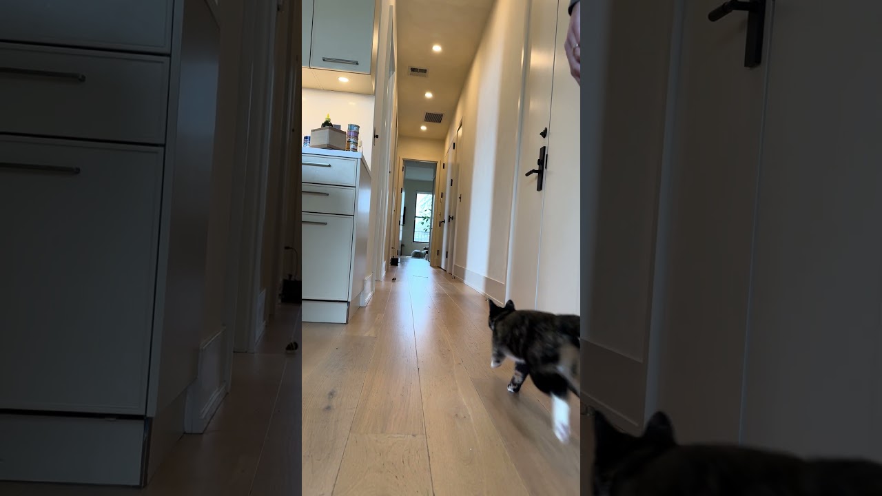 Enlarge Pica, a ADOPTABLE American Shorthair in Brooklyn, NY video 2/6