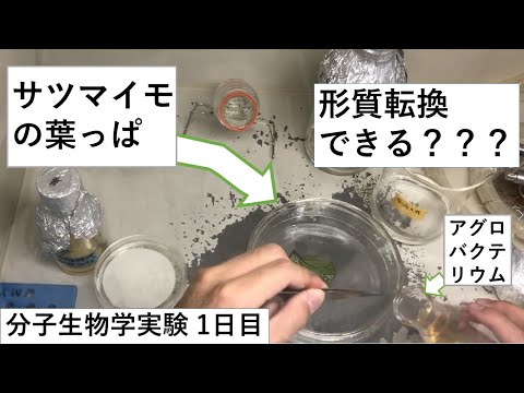 ボリトグロッサについて詳しく解説