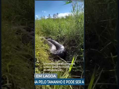 Sucuri Lagoa da Prata Minas Gerais