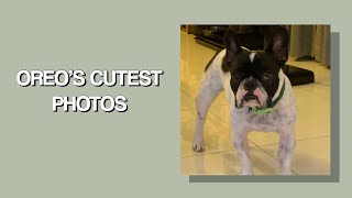oreo's cutest photos 2!