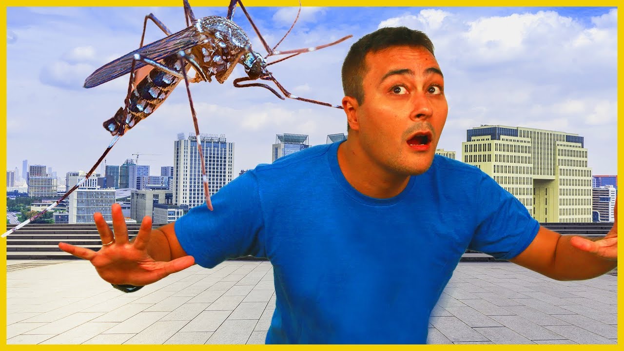 MOSQUITO DA DENGUE TRANSGÊNICO - Prof. Paulo Jubilut