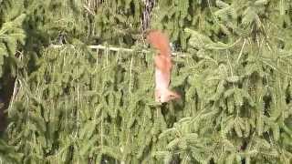 preview picture of video 'Wildlife in Offenbach City ... Eichhörnchen kopfüber ohne Netz'