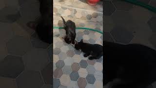 Bombay Cats Videos
