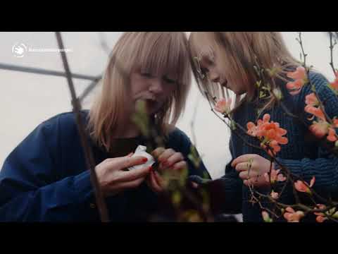 Så planterar du bivänliga växter – Operation: Rädda bina