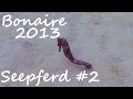 Diving - Bonaire 2013 - Seahorse Edition - Seepferd in trouble - Karibik, Bonaire, Niederländische Antillen, Bonaire