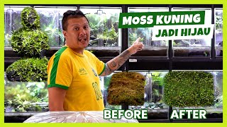 Download lagu CARA MEMPERSIAPKAN MOSS & TANAMAN SEBELUM MASUK KEVIVARIUM | TIPS MEMELIHARA MOSS BIAR HIJAU & SEGAR mp3