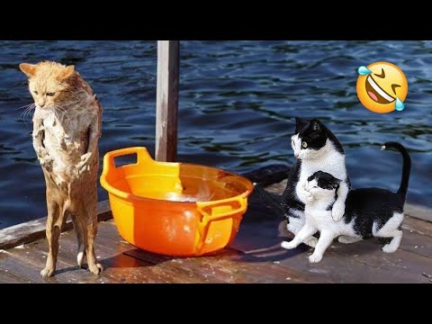 Try Not To Laugh 🤣 New Funny Cats And Dogs Video 😹 #57