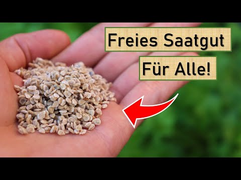 Was ist Open Source Saatgut? 🌱🌾 Open Source Seeds im Interview 😊 Freies Saatgut für Alle! Sunviva 🍅