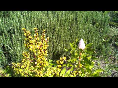 Sugarbush Cottage in Valley Center, California