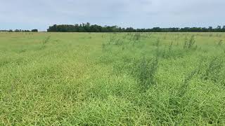 A Great Canola Stand Starts with Great Pioneer Protector® Canola Seed