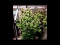 DJ Short Blueberry Cannabis Grow indoor