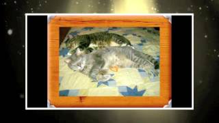CATNIP DREAMS - A TRIBUTE TO GUS - MUSIC/VOCALS ROBB BRAWN - A VIDEO BY LEE ARBOREEN