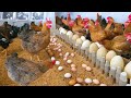 Raising Chickens For Eggs Collecting Chicken Eggs Food For Egg Laying Chickens