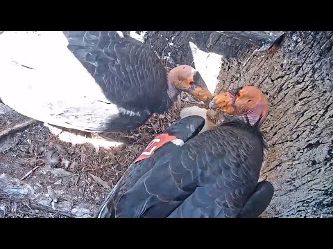 2020-05-06 Big Sur California Condor Day 12🌞Dad Shoves Mom Off😁Mom & Baby Solicits Food From Dad😊