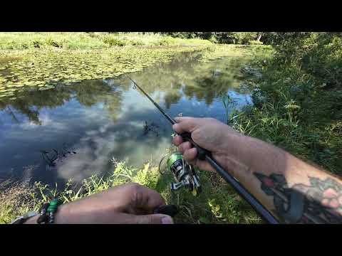 Graphiteleader CORTO 23GCORS-642L-T , ABU GARCIA ZENON #fishing #wędkarstwo #wędkowanie