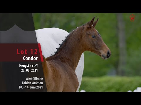 Westfälische Fohlen-Auktion Lot 12 Condor Hengst v. Conthargos - Landor S