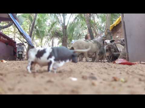 COPY007 - Frech & Koch - Affenzirkus (Video Cut)