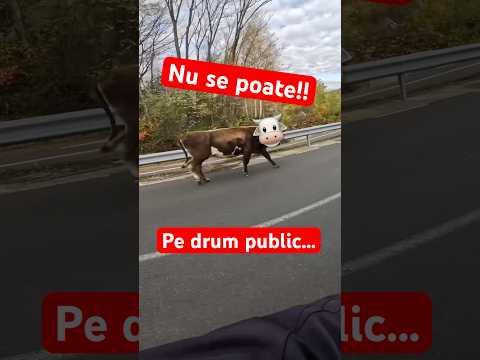 A SARIT IN DRUM! #cow #motovlog #motorcycle