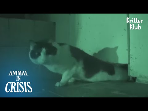Heartbroken Cat Locks Himself In A Tiny Room For 8 Years | Animal in Crisis EP167
